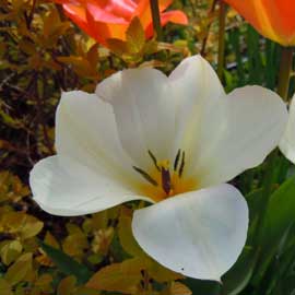 front garden tulip